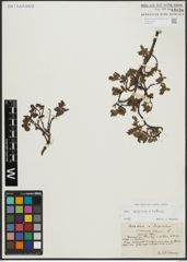 Foto von Salix alpina Scop. x Salix retusa L.